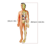 ABS Plastic Kids Human Body Anatomy Model with 3D Removable Organs thumbnail 3