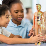 ABS Plastic Kids Human Body Anatomy Model with 3D Removable Organs thumbnail 6