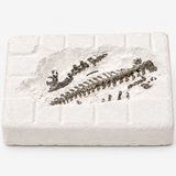 Dinosaur Fossil Excavation Dig Kit, STEM Science Toy for Kids thumbnail 2