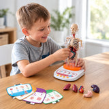 Interactive Talking Anatomy Model for Kids with Removable Organs miniatuur 4