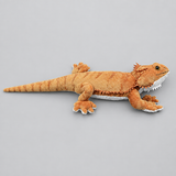 Realistic Bearded Dragon Lizard Plush Toy - Soft Lifelike Stuffed Reptile, 3+ Years thumbnail 3