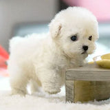 AI Robot Puppy | Interactive Plush Dog Companion thumbnail 3